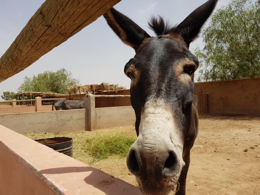Les Jardins De Touhina Villa Marrakesh Eksteriør bilde